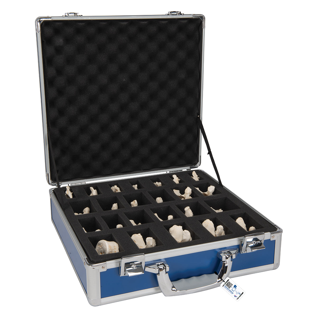 Set of 24 BONElike Vertebrae Models
