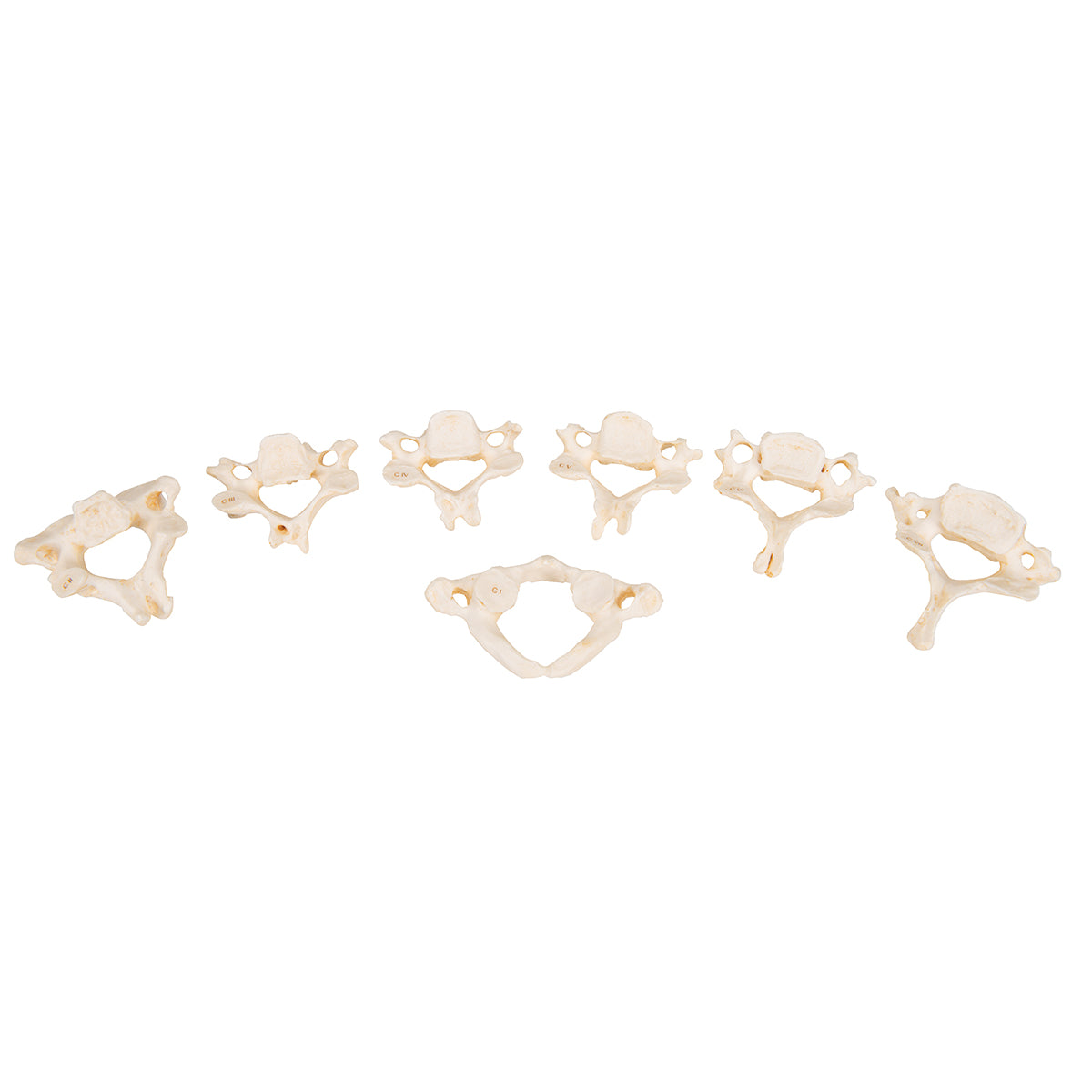 Set of 24 BONElike Vertebrae Models