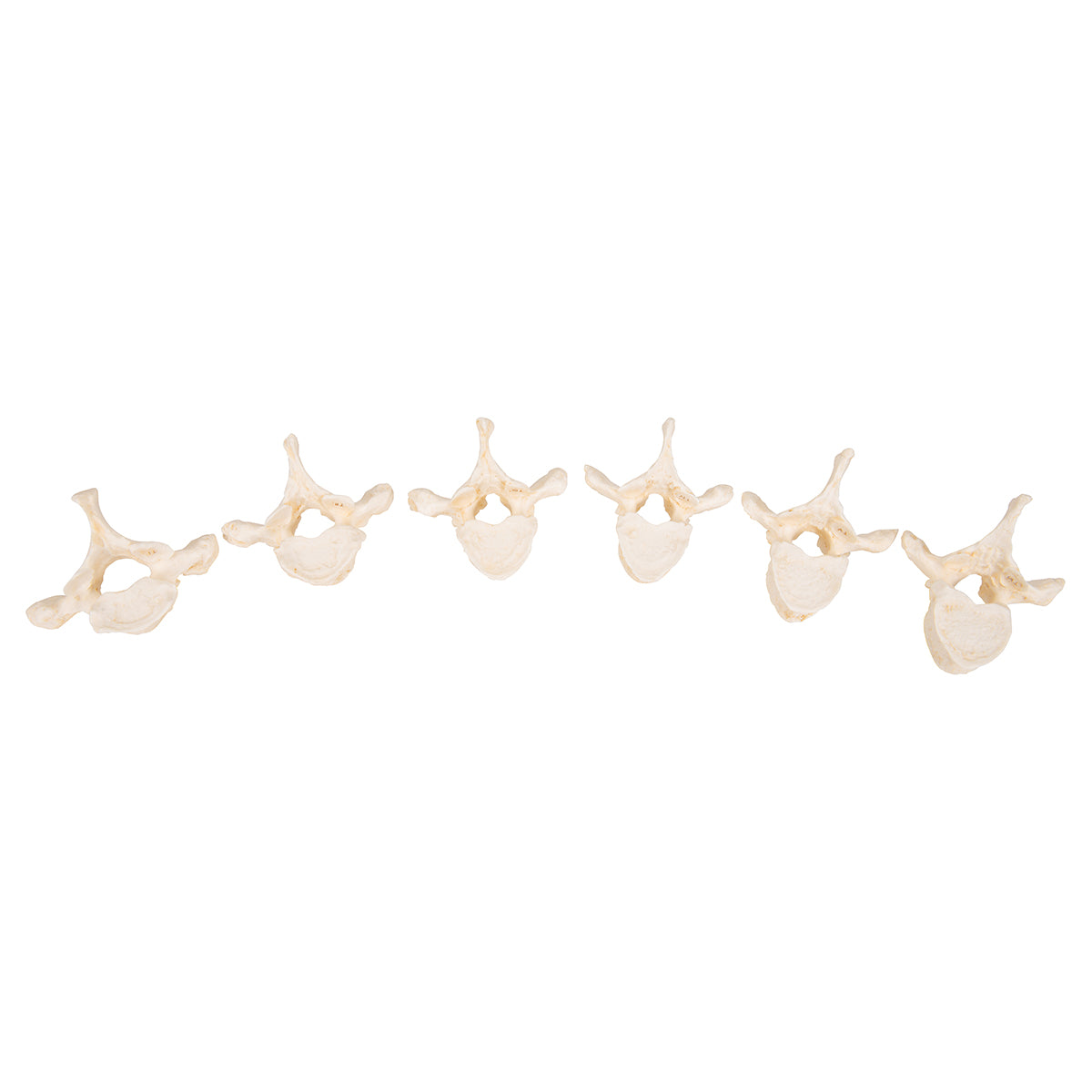 Set of 24 BONElike Vertebrae Models