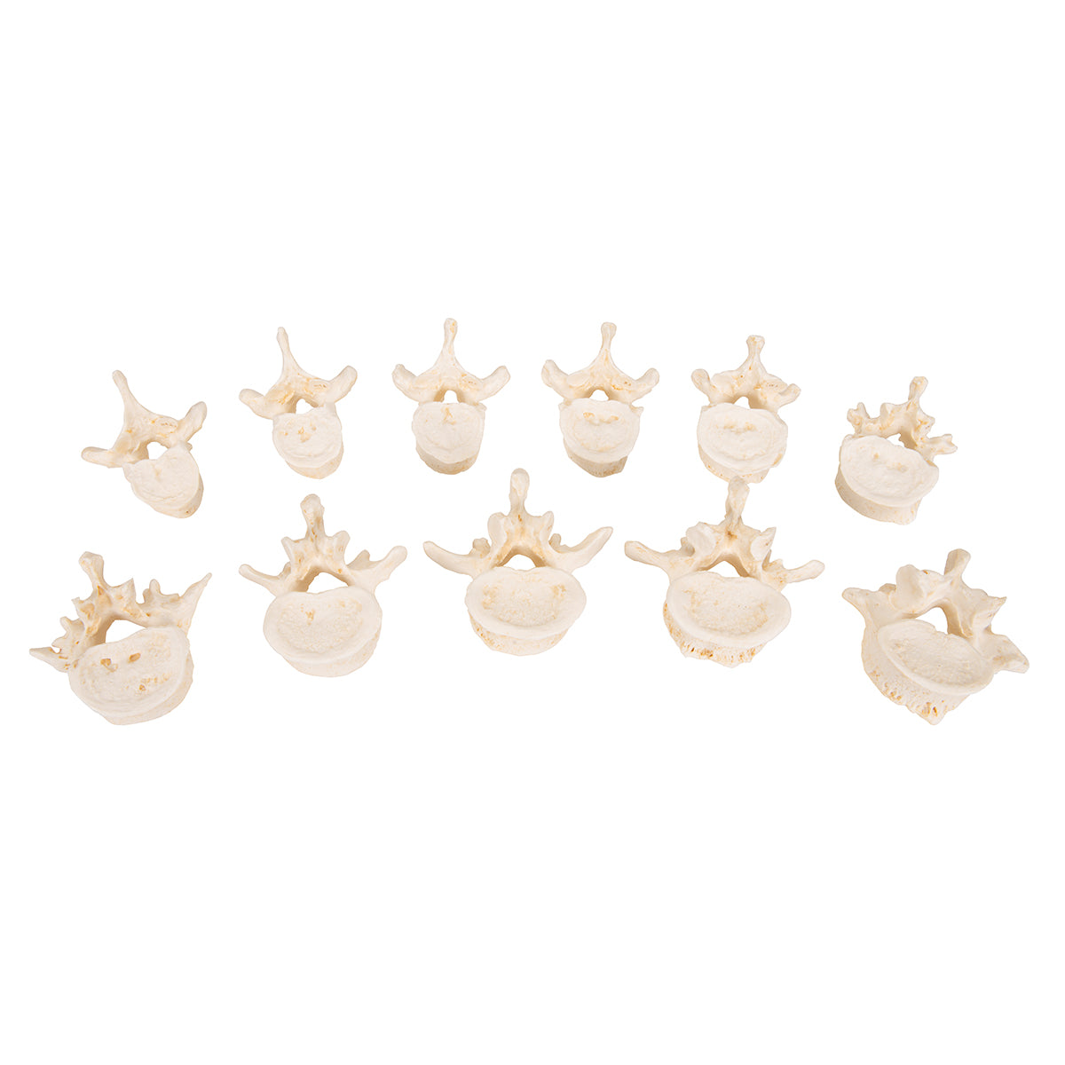 Set of 24 BONElike Vertebrae Models