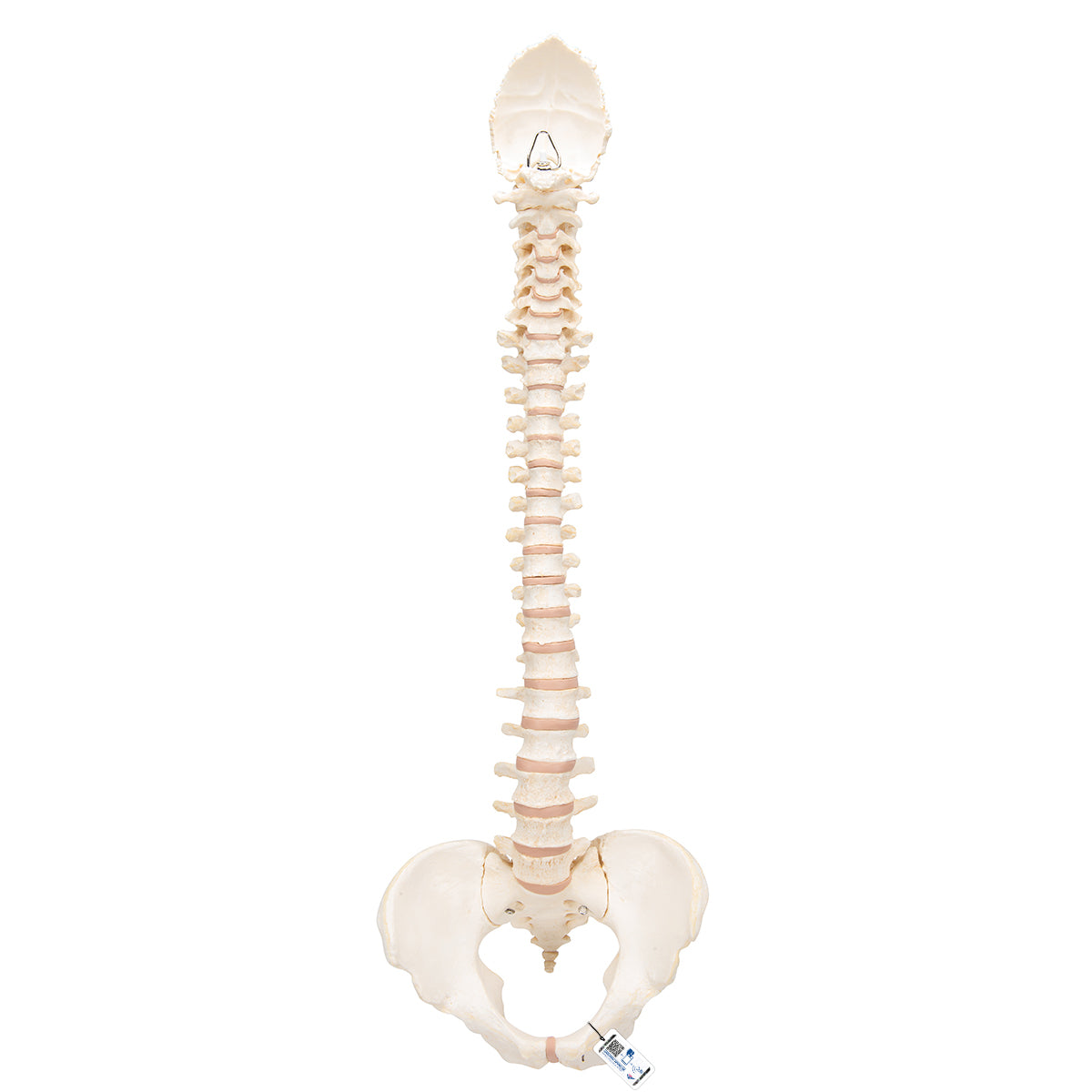 BONElike Human Vertebral Column Model