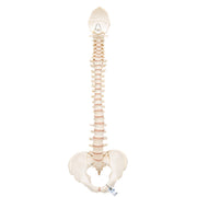 BONElike Human Vertebral Column Model