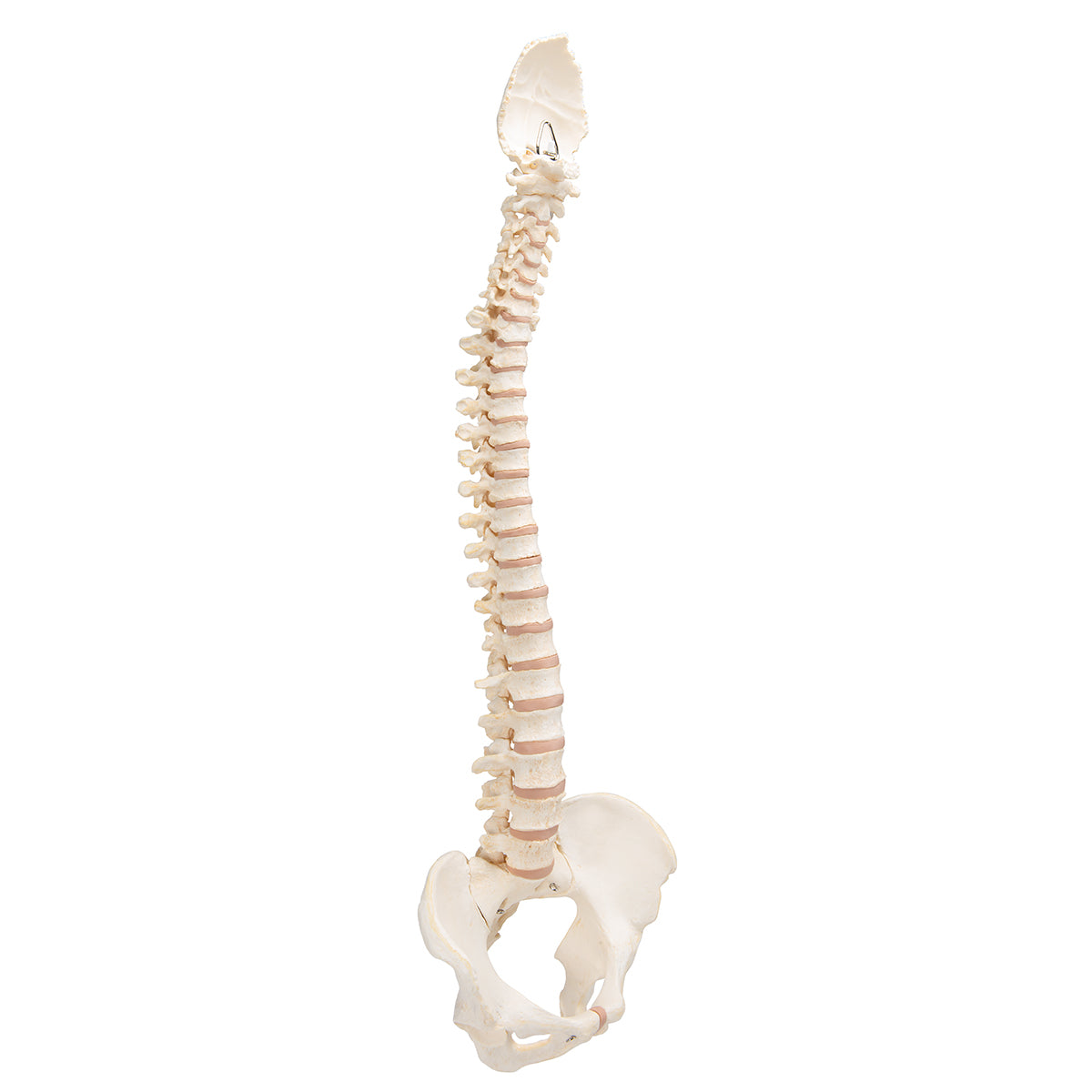 BONElike Human Vertebral Column Model