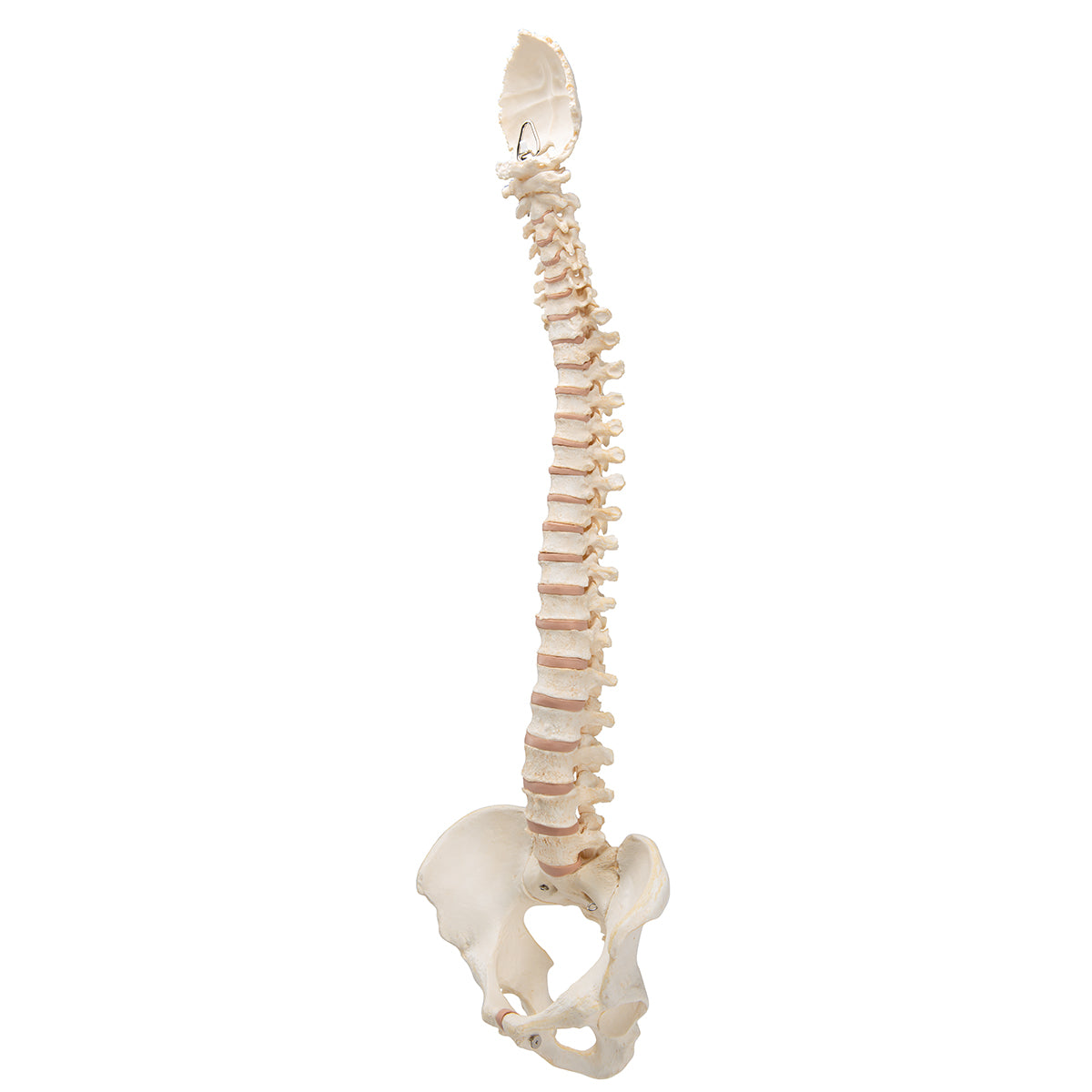 BONElike Human Vertebral Column Model