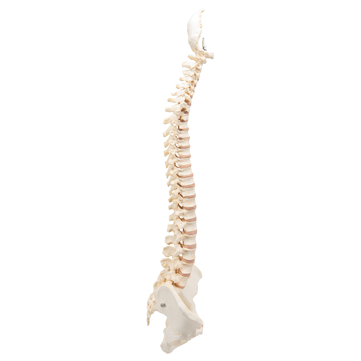 BONElike Human Vertebral Column Model