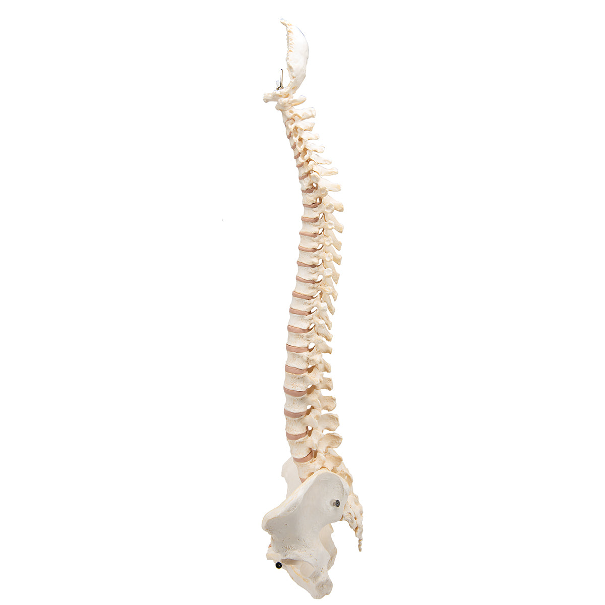 BONElike Human Vertebral Column Model