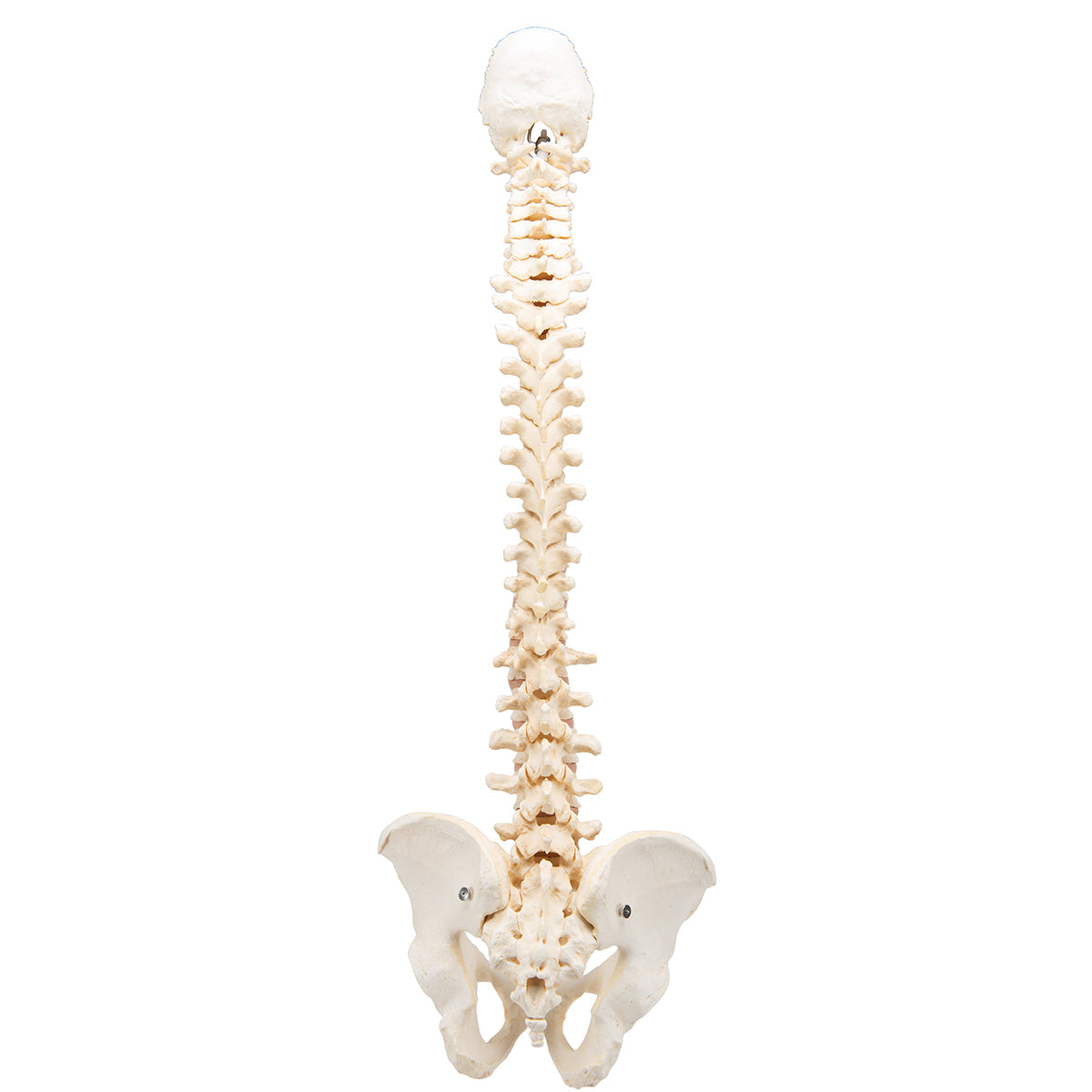 BONElike Human Vertebral Column Model