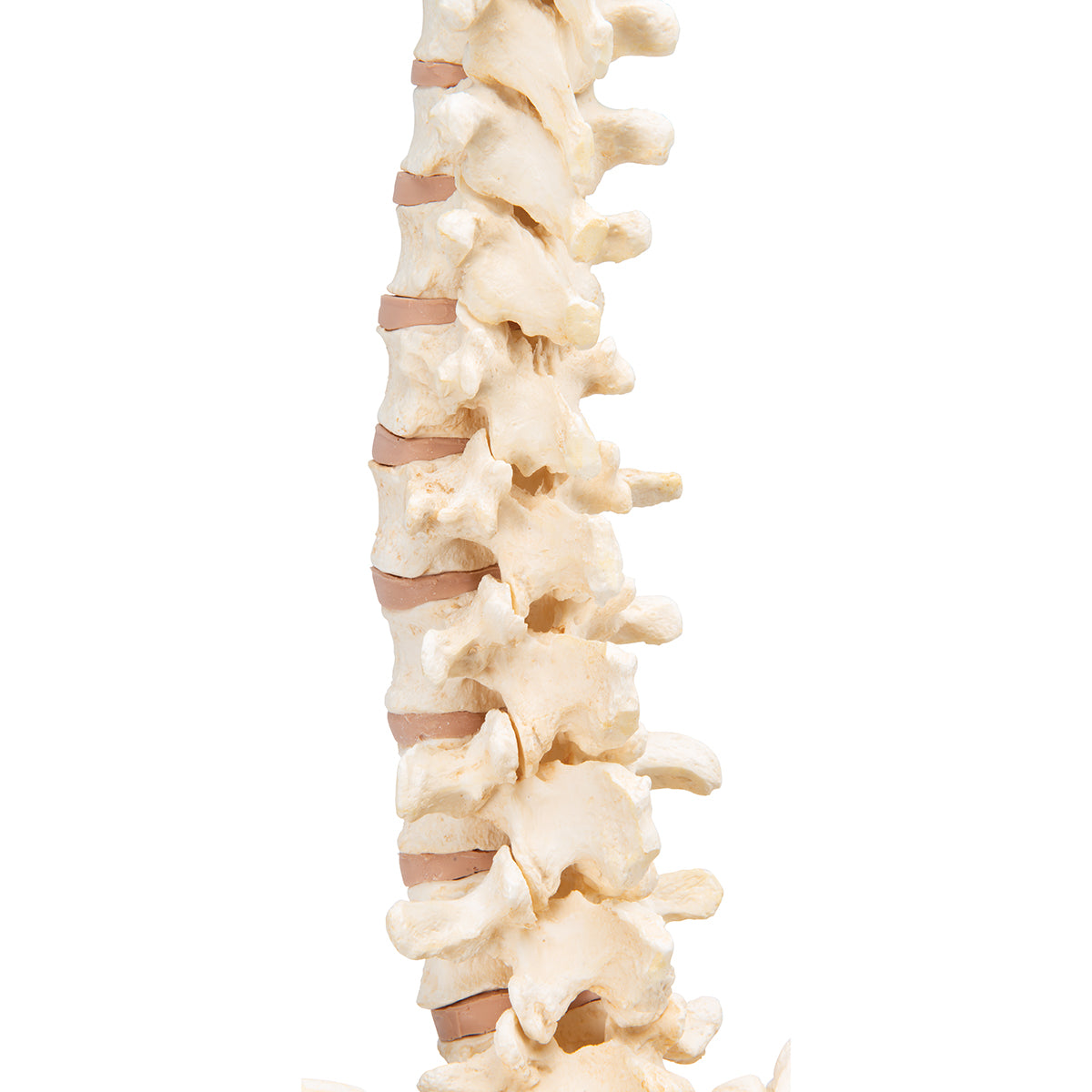 BONElike Human Vertebral Column Model