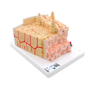 3B MICROanatomy Human Bone Structure, 80 times enlarged