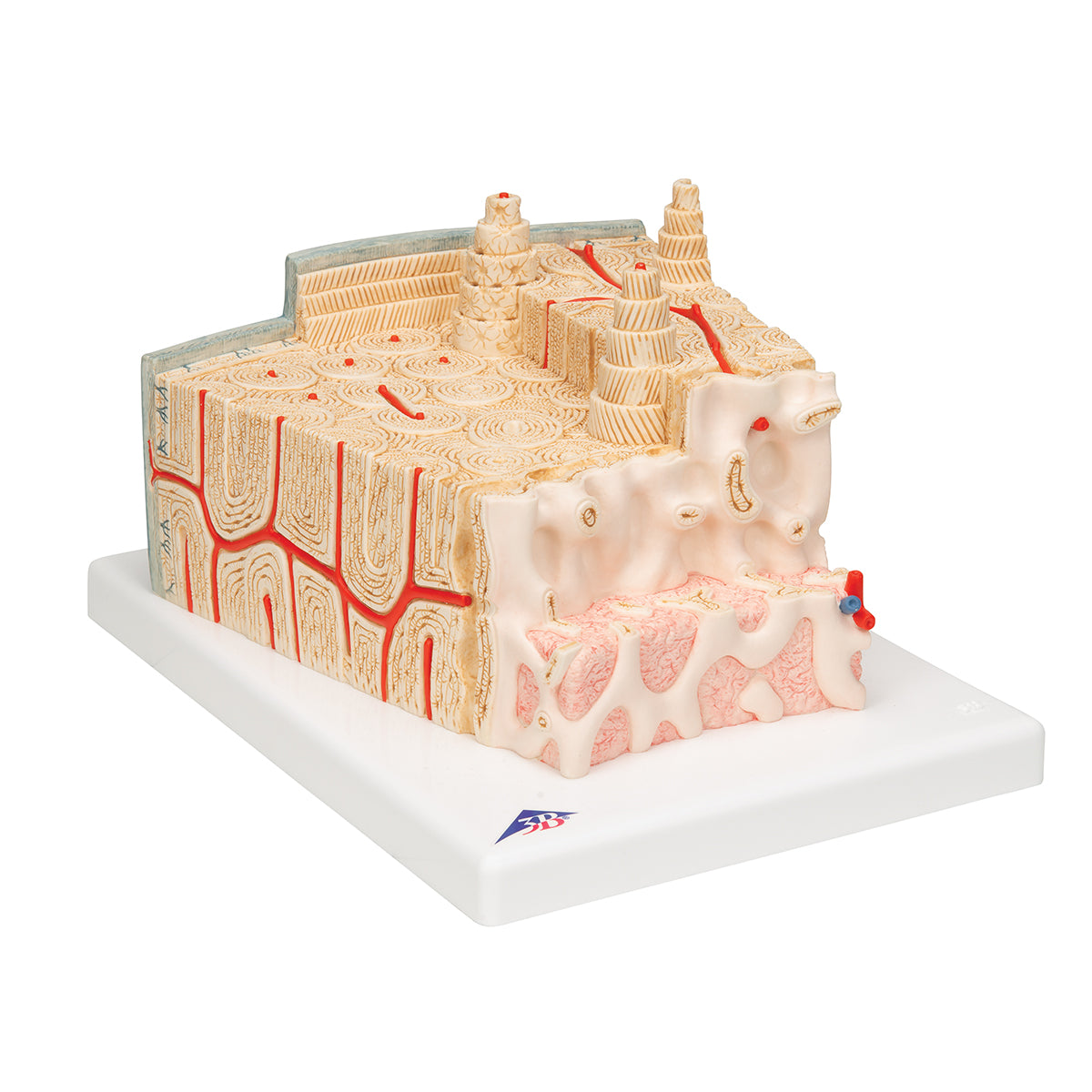 3B MICROanatomy Human Bone Structure, 80 times enlarged