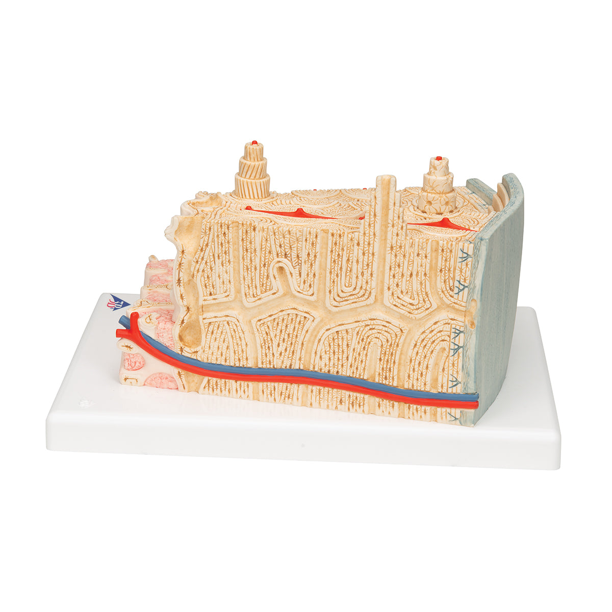 3B MICROanatomy Human Bone Structure, 80 times enlarged
