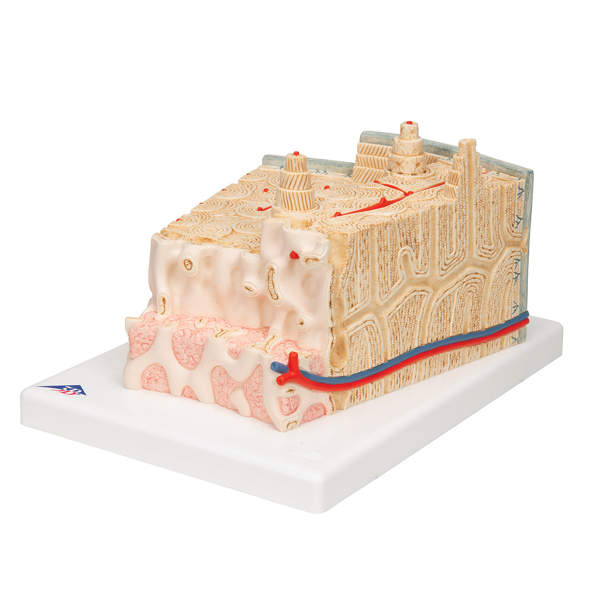 3B MICROanatomy Human Bone Structure, 80 times enlarged