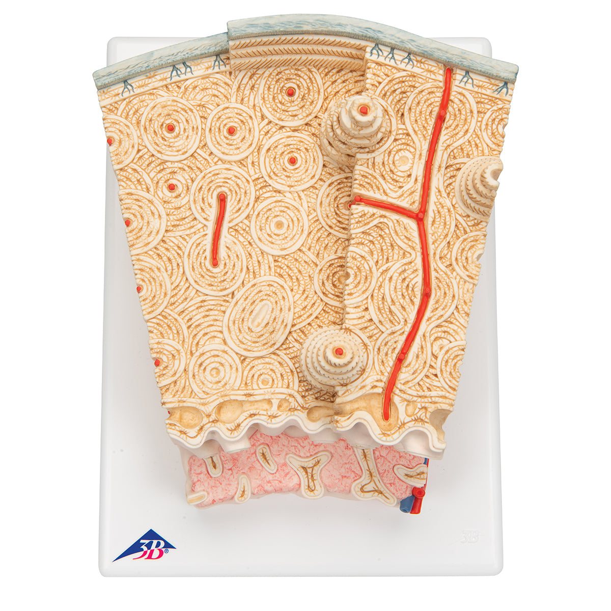 3B MICROanatomy Human Bone Structure, 80 times enlarged
