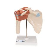 Deluxe Functional Human Shoulder Joint, Physiological Movable