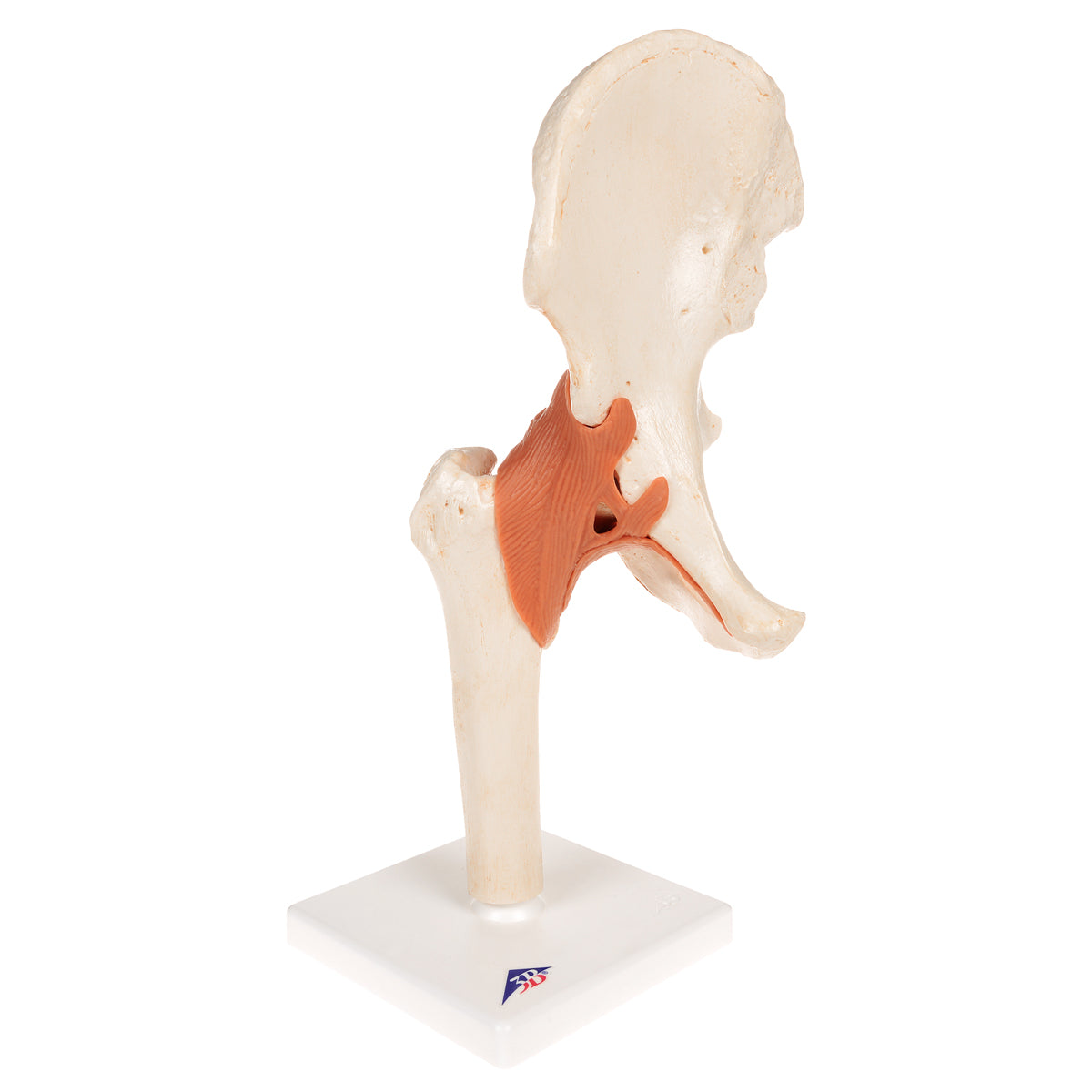 Functional Human Hip Joint Model with Ligaments & Marked Cartilage