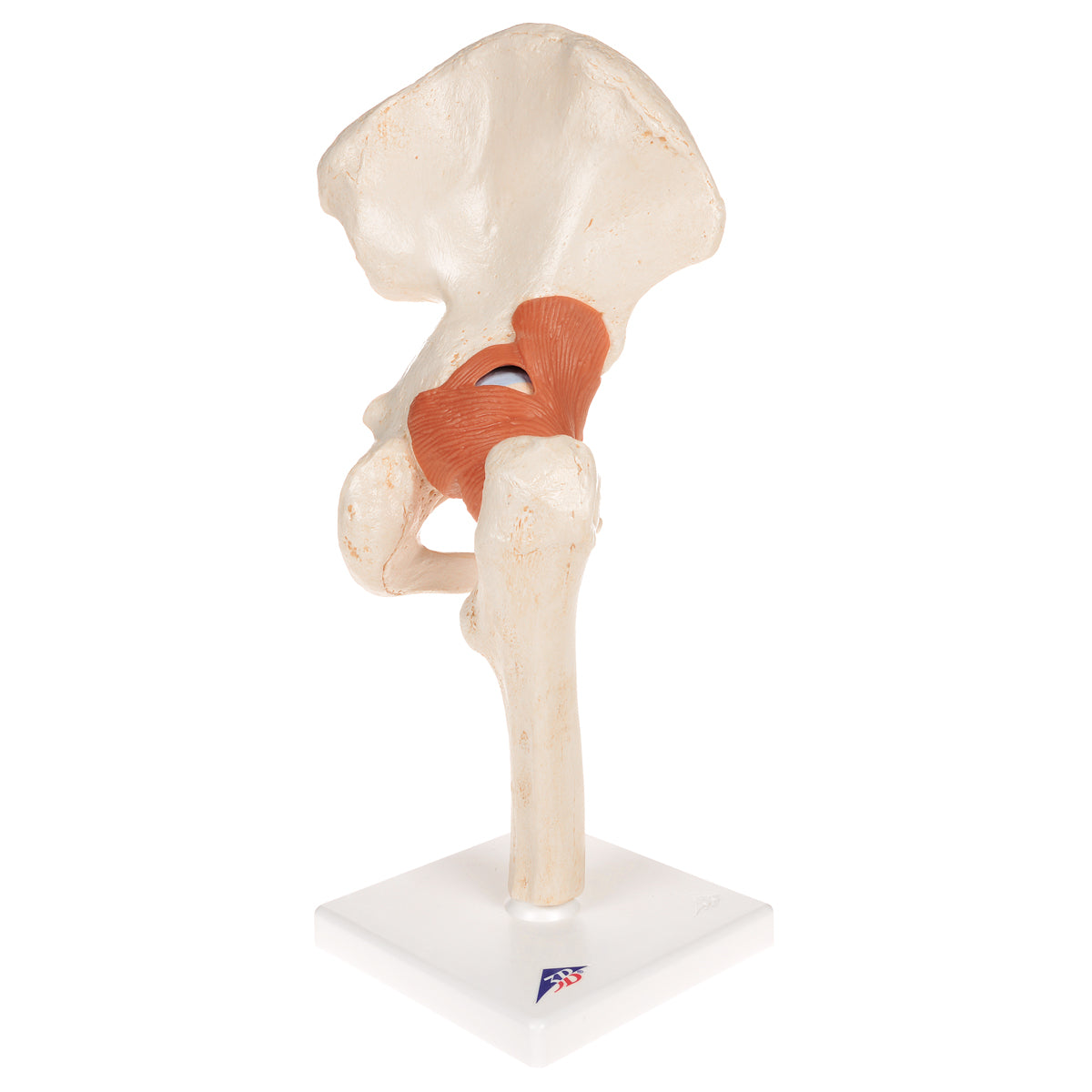Functional Human Hip Joint Model with Ligaments & Marked Cartilage