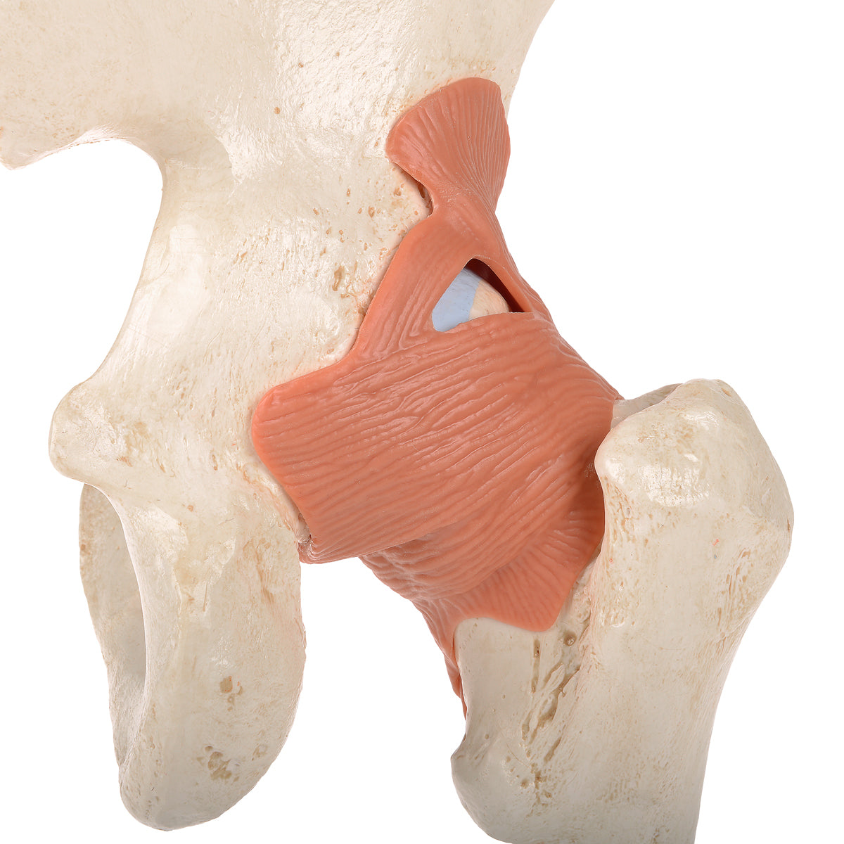 Functional Human Hip Joint Model with Ligaments & Marked Cartilage