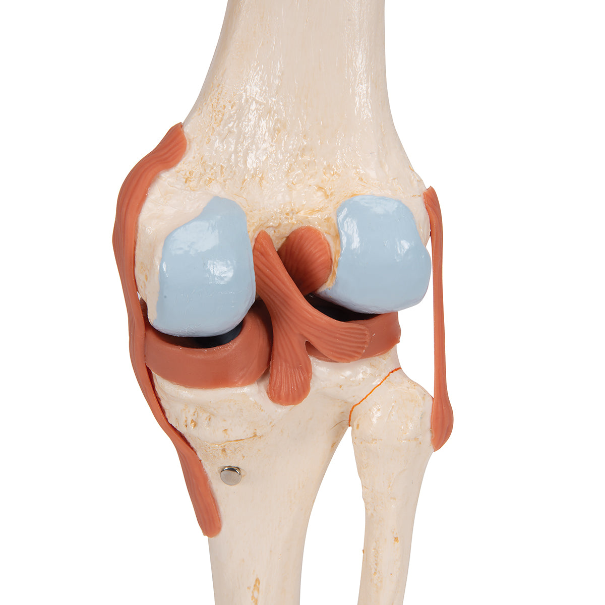 Functional Human Knee Joint Model with Ligaments & Marked Cartilage