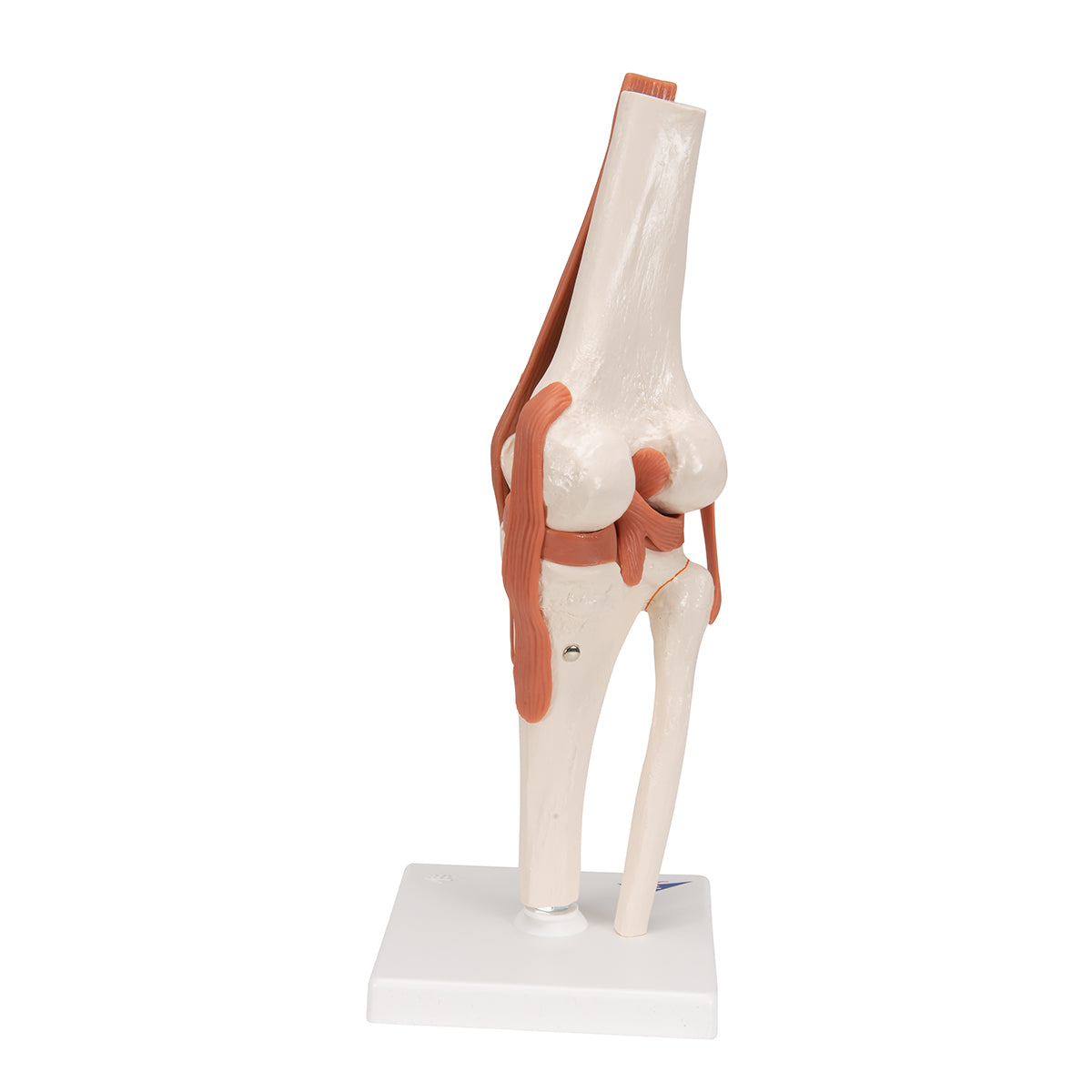 Functional Human Knee Joint Model with Ligaments