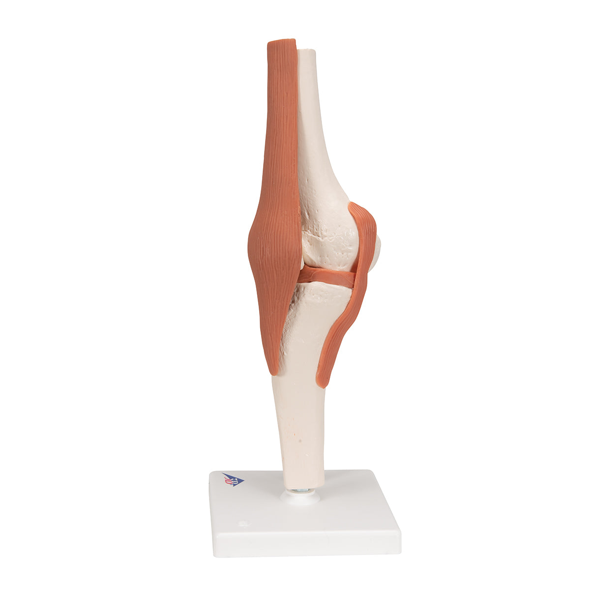 Functional Human Knee Joint Model with Ligaments