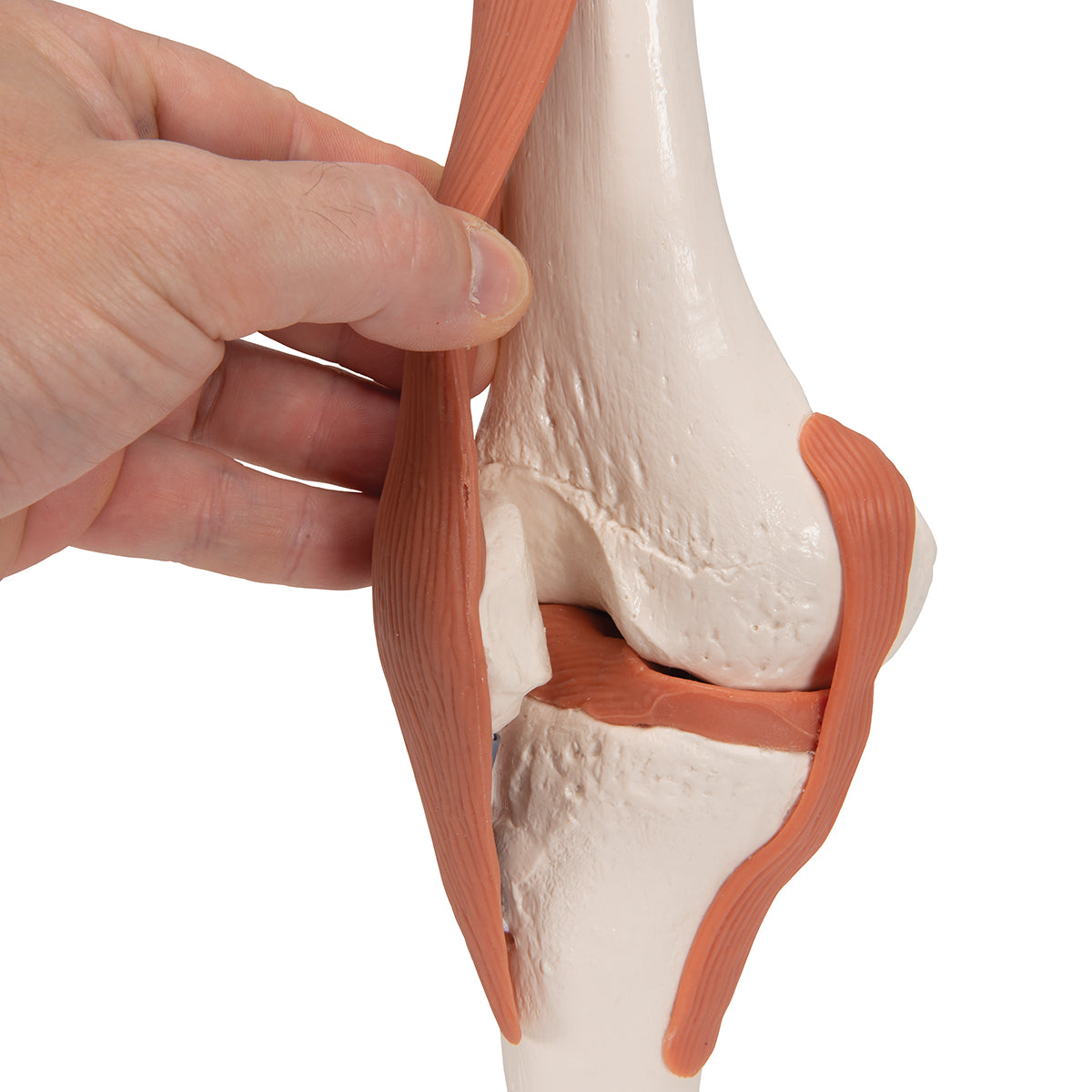 Functional Human Knee Joint Model with Ligaments