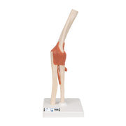 Functional Human Elbow Joint Model with Ligaments & Marked Cartilage