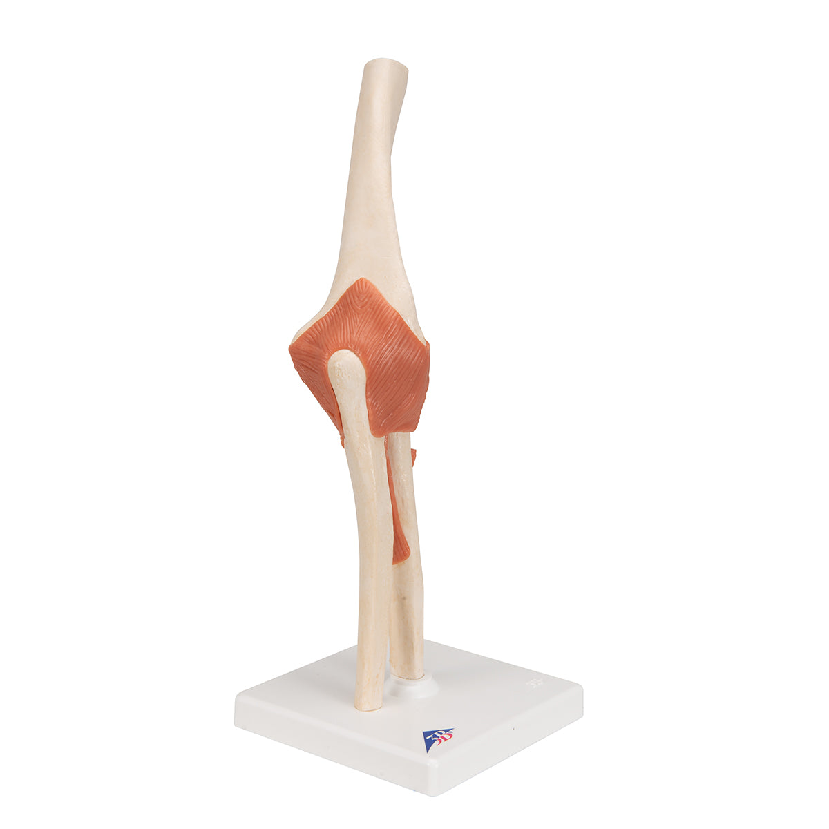 Functional Human Elbow Joint Model with Ligaments & Marked Cartilage