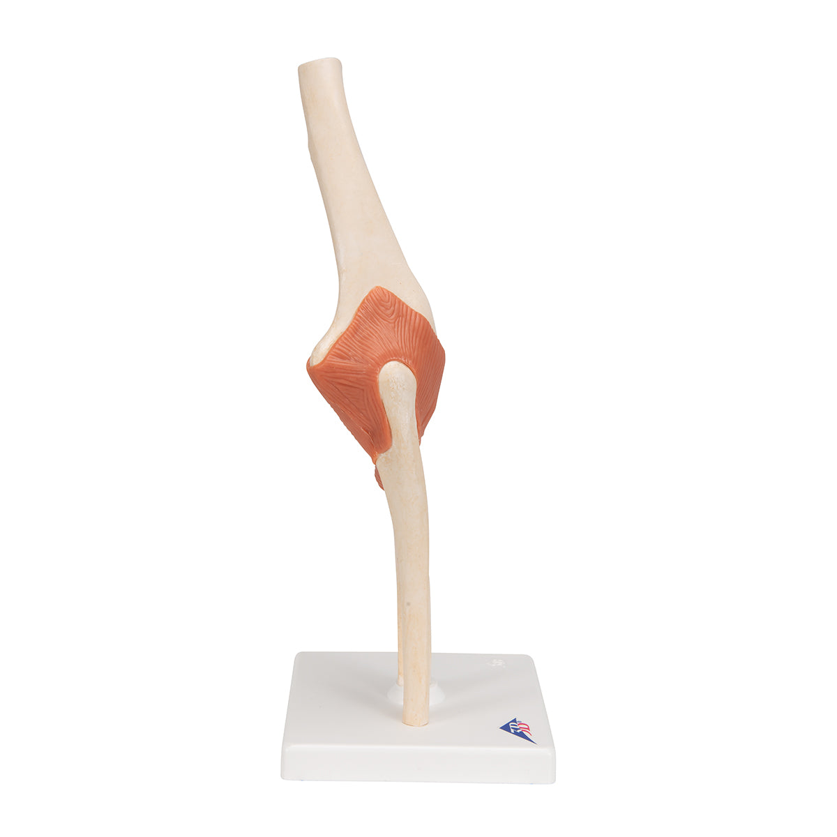 Functional Human Elbow Joint Model with Ligaments & Marked Cartilage