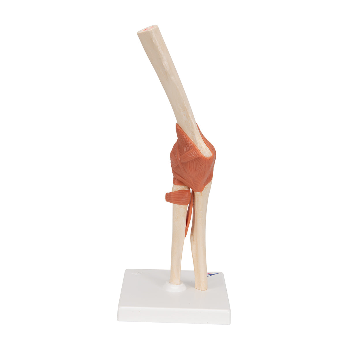 Functional Human Elbow Joint Model with Ligaments & Marked Cartilage