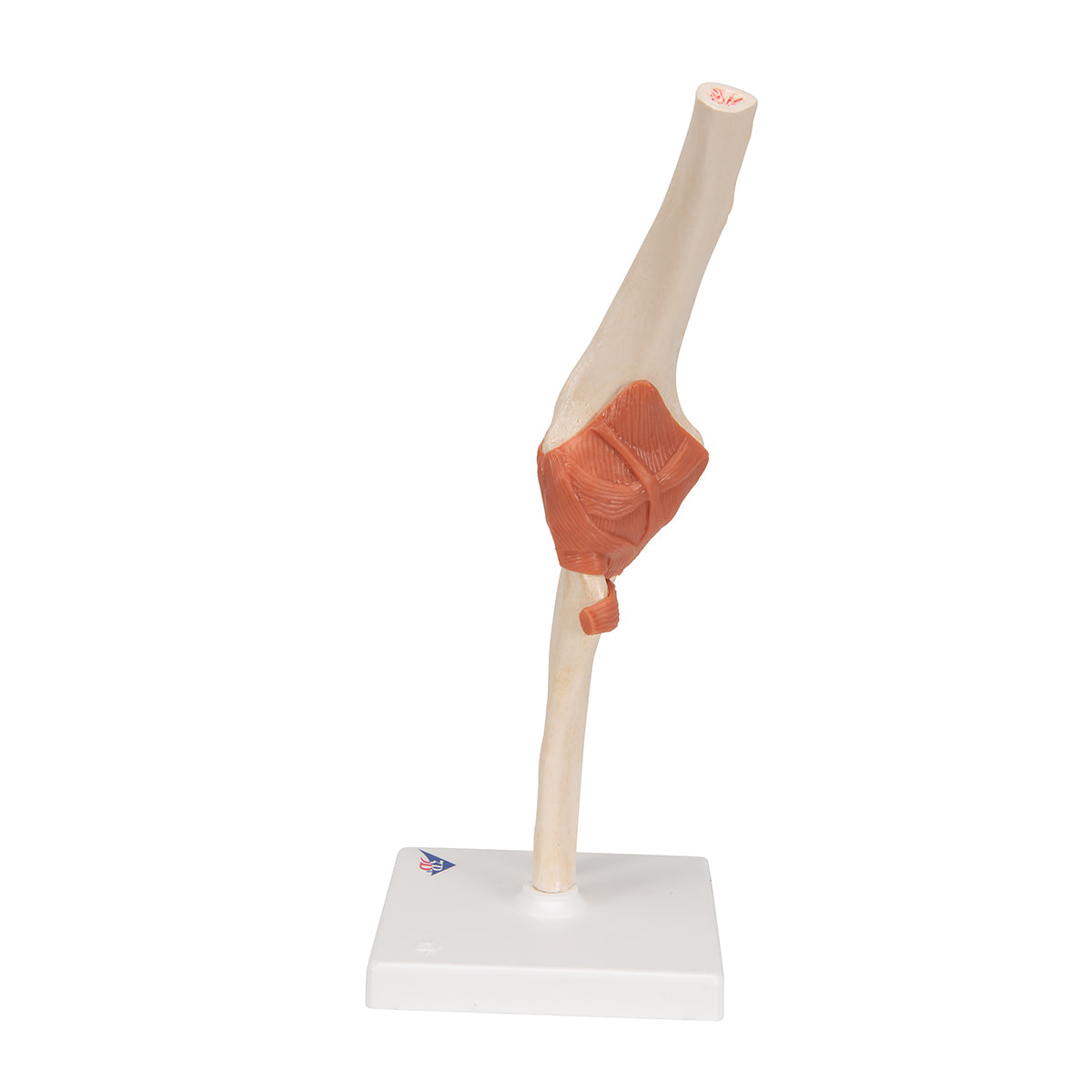 Functional Human Elbow Joint Model with Ligaments & Marked Cartilage