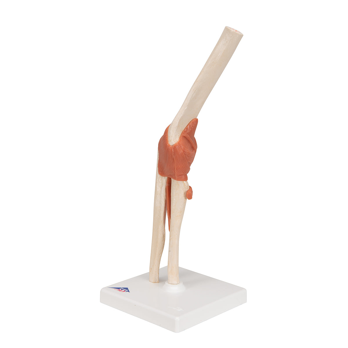 Functional Human Elbow Joint Model with Ligaments & Marked Cartilage