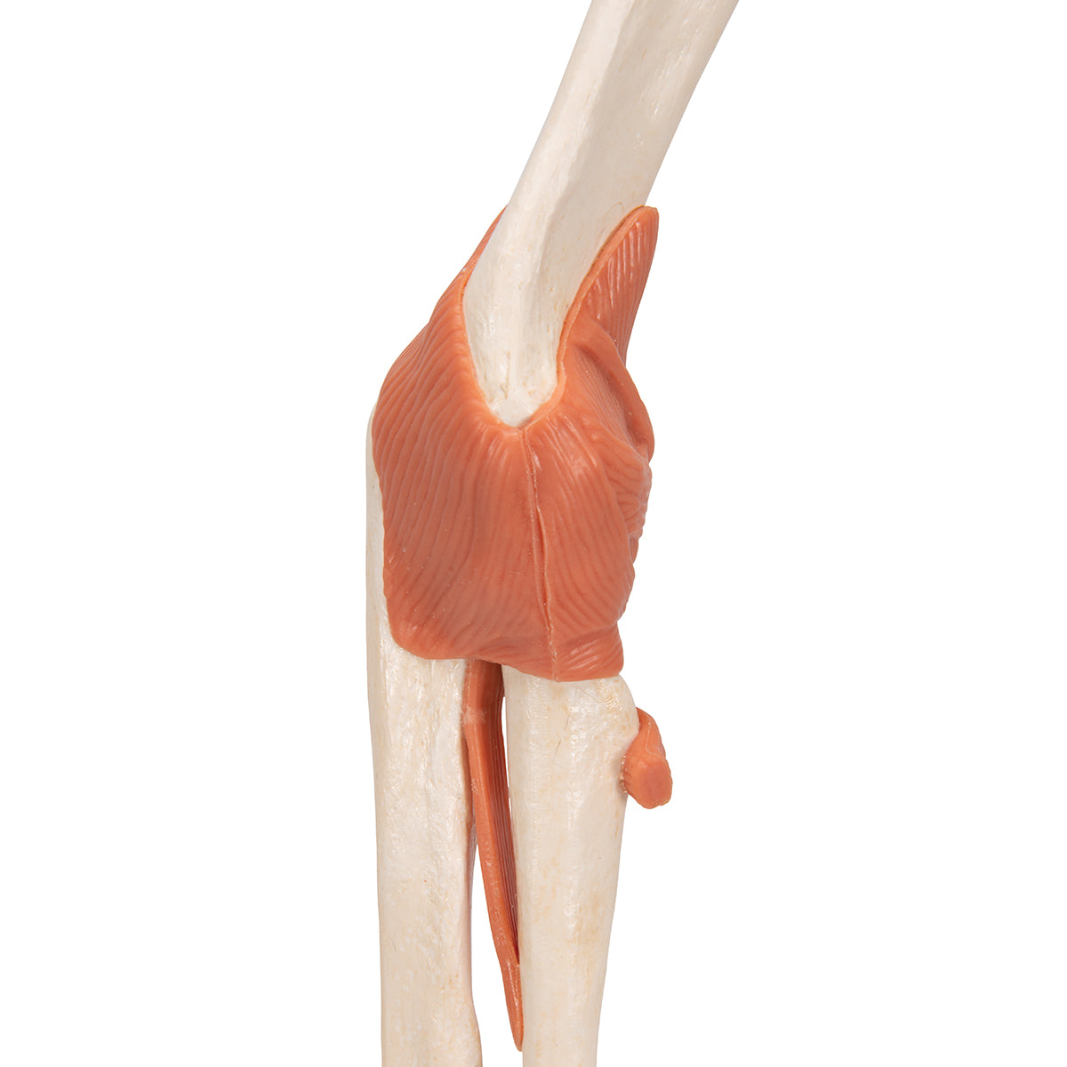 Functional Human Elbow Joint Model with Ligaments & Marked Cartilage