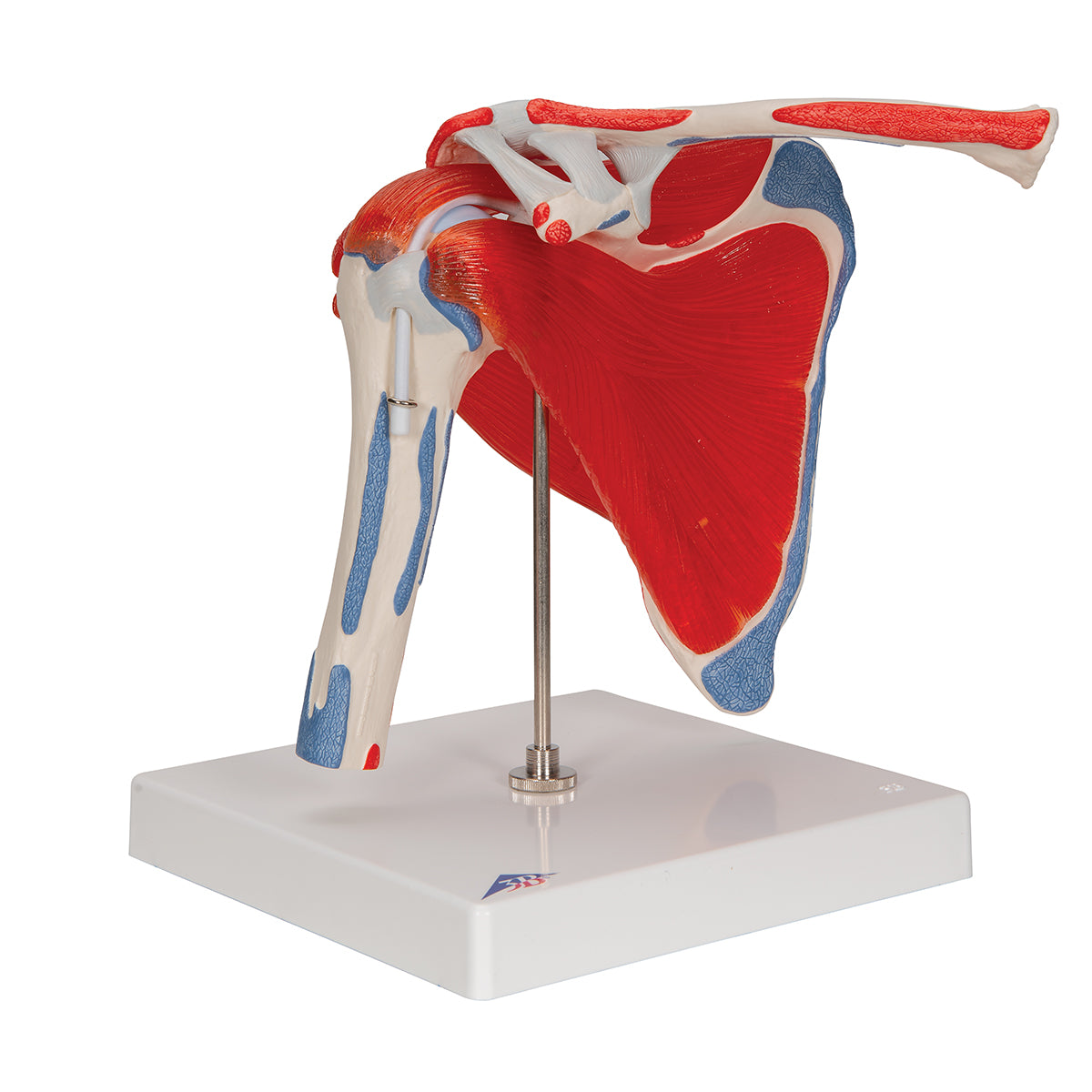 Human Shoulder Joint Model with Rotator Cuff & 4 Removable Muscles, 5 part