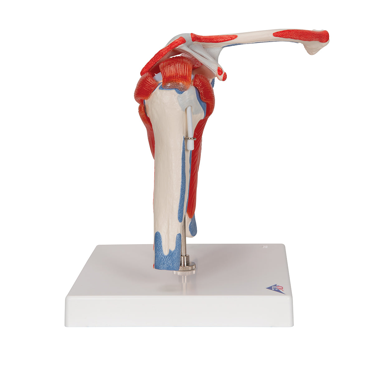 Human Shoulder Joint Model with Rotator Cuff & 4 Removable Muscles, 5 part