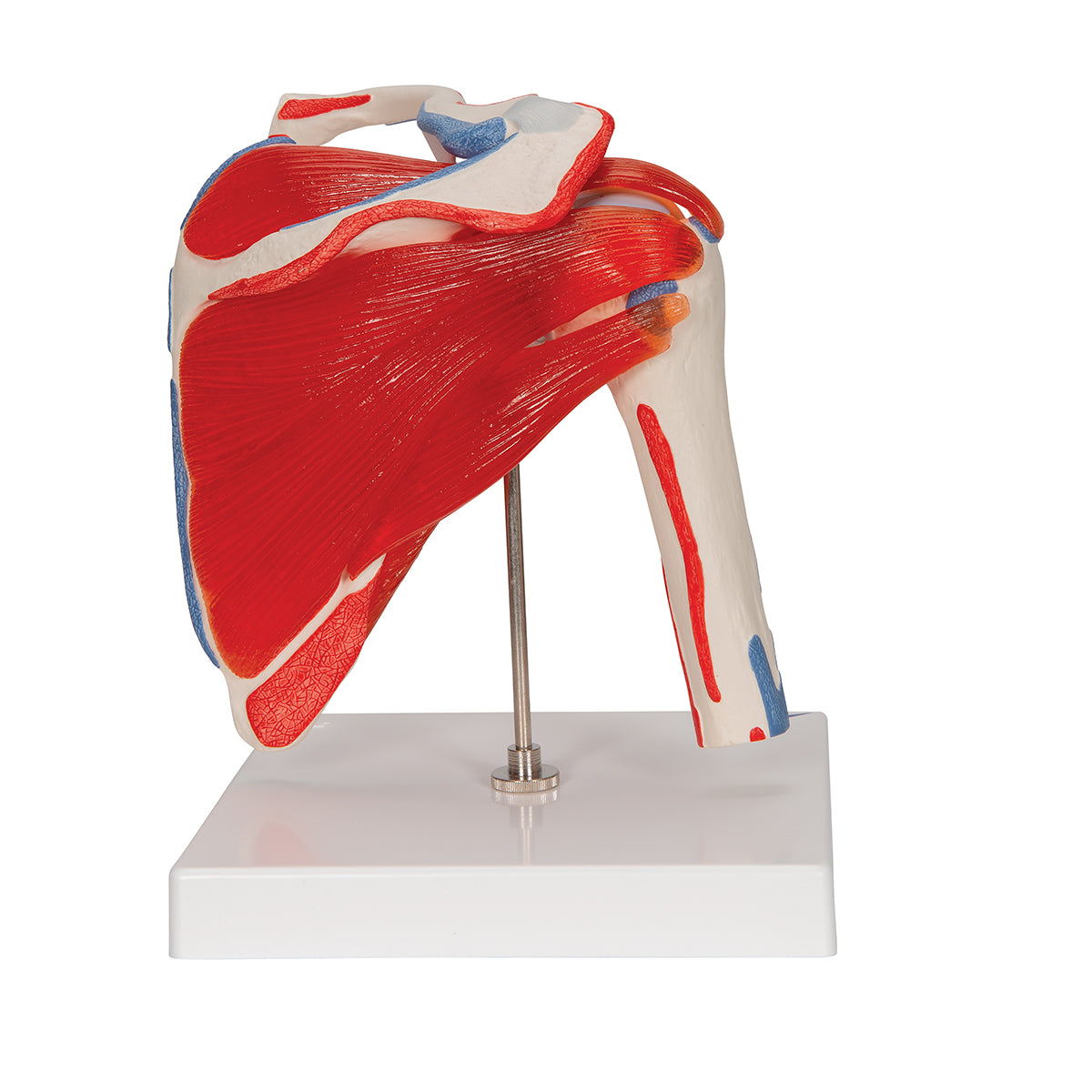 Human Shoulder Joint Model with Rotator Cuff & 4 Removable Muscles, 5 part