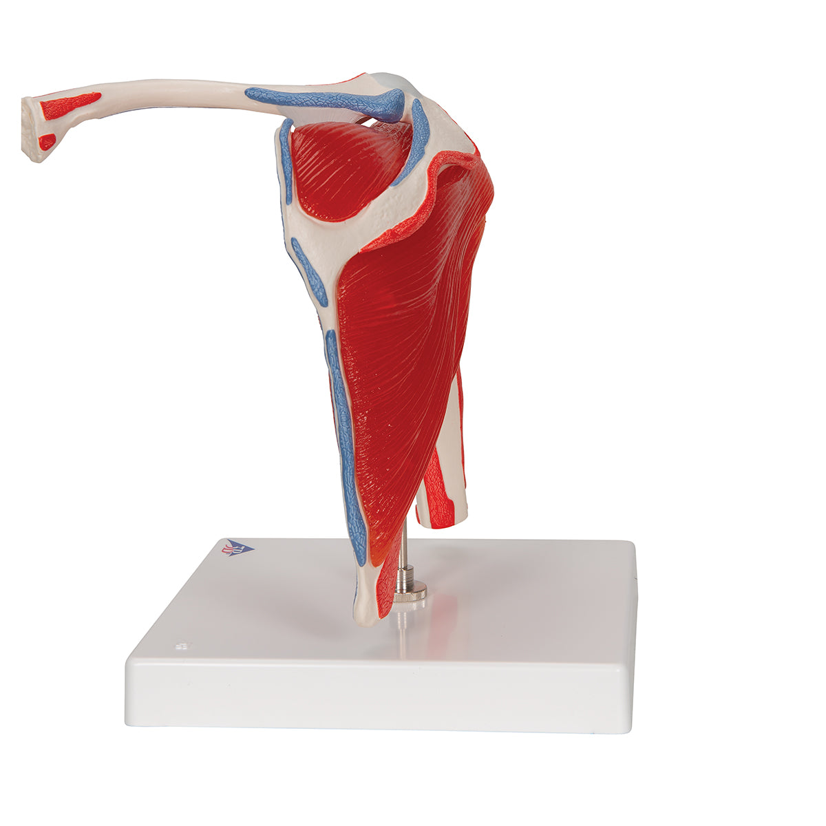 Human Shoulder Joint Model with Rotator Cuff & 4 Removable Muscles, 5 part