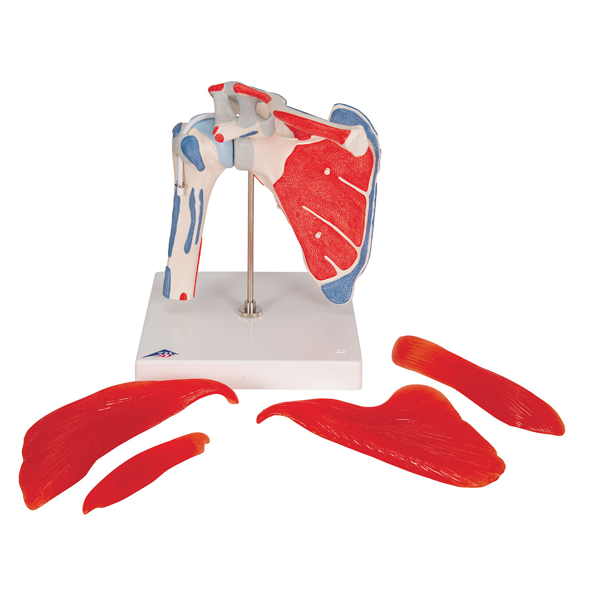 Human Shoulder Joint Model with Rotator Cuff & 4 Removable Muscles, 5 part