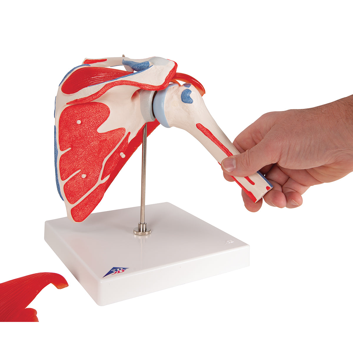 Human Shoulder Joint Model with Rotator Cuff & 4 Removable Muscles, 5 part