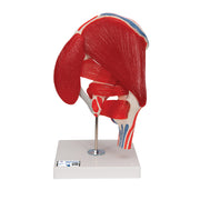 Human Hip Joint Model with Removable Muscles, 7 part