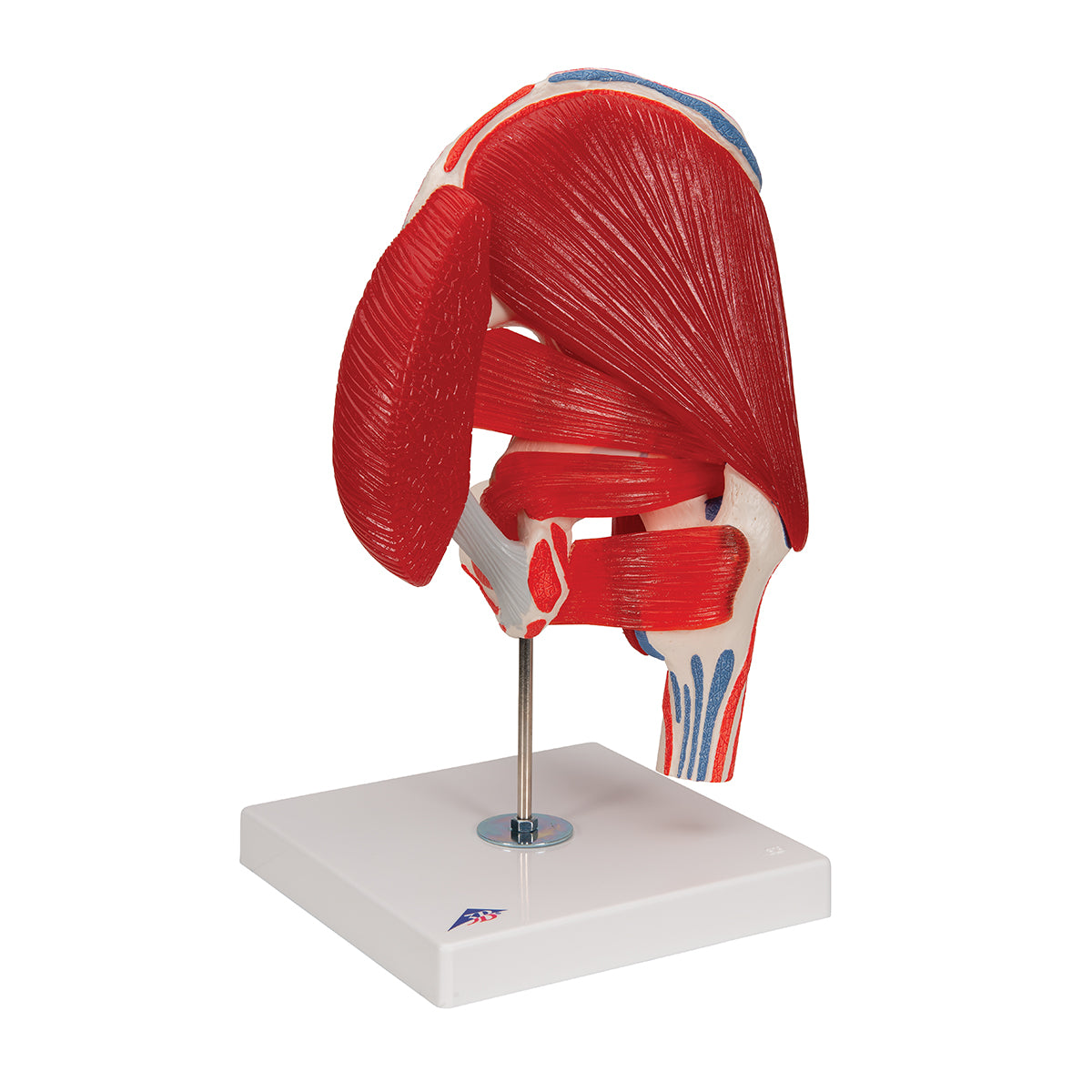 Human Hip Joint Model with Removable Muscles, 7 part