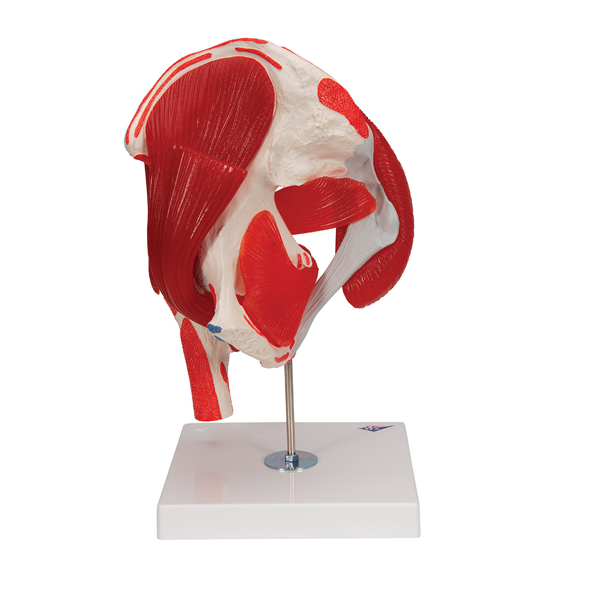 Human Hip Joint Model with Removable Muscles, 7 part