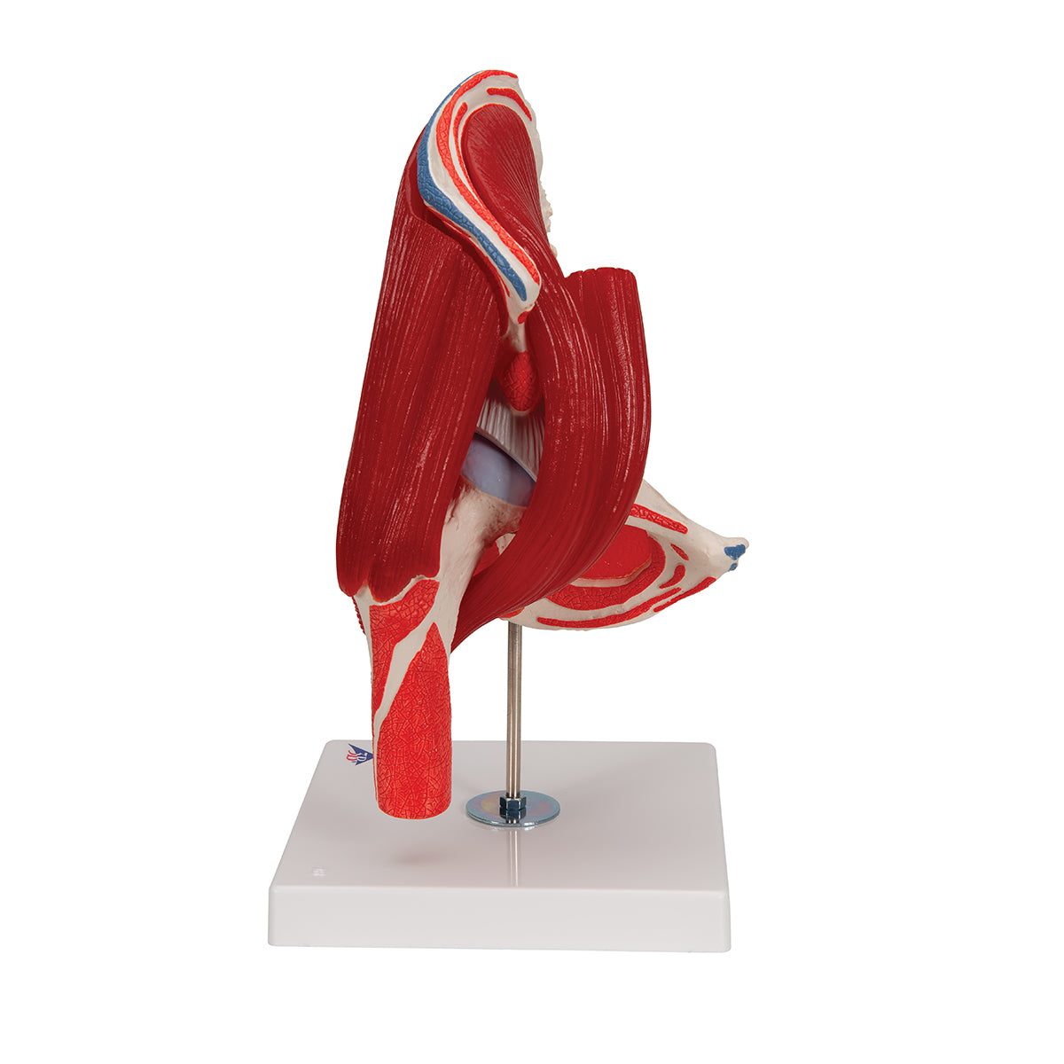 Human Hip Joint Model with Removable Muscles, 7 part
