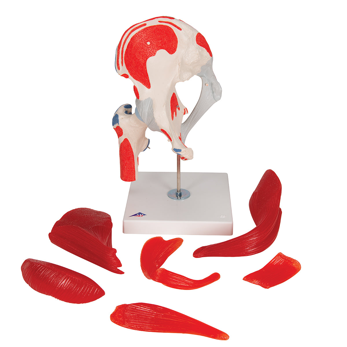Human Hip Joint Model with Removable Muscles, 7 part