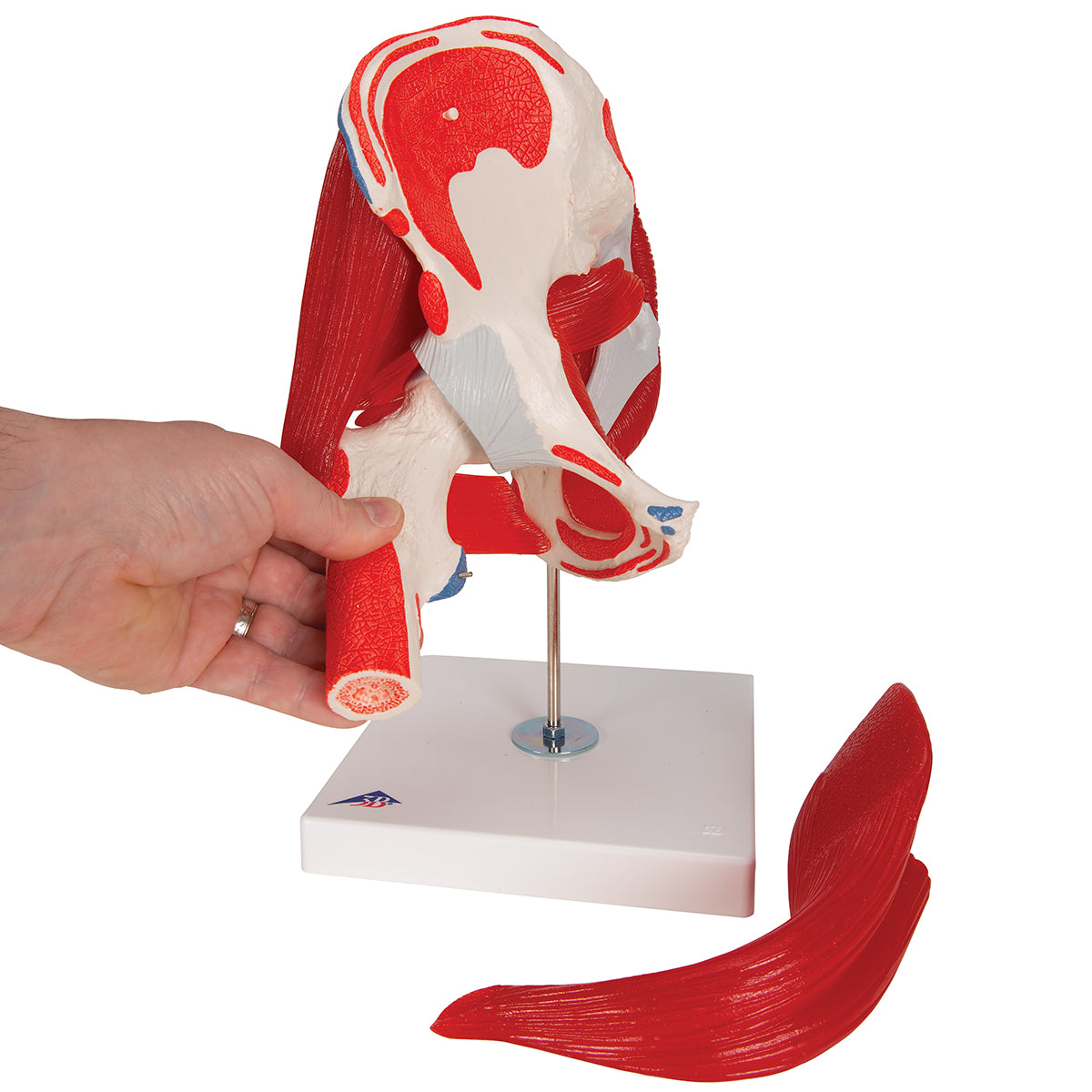 Human Hip Joint Model with Removable Muscles, 7 part