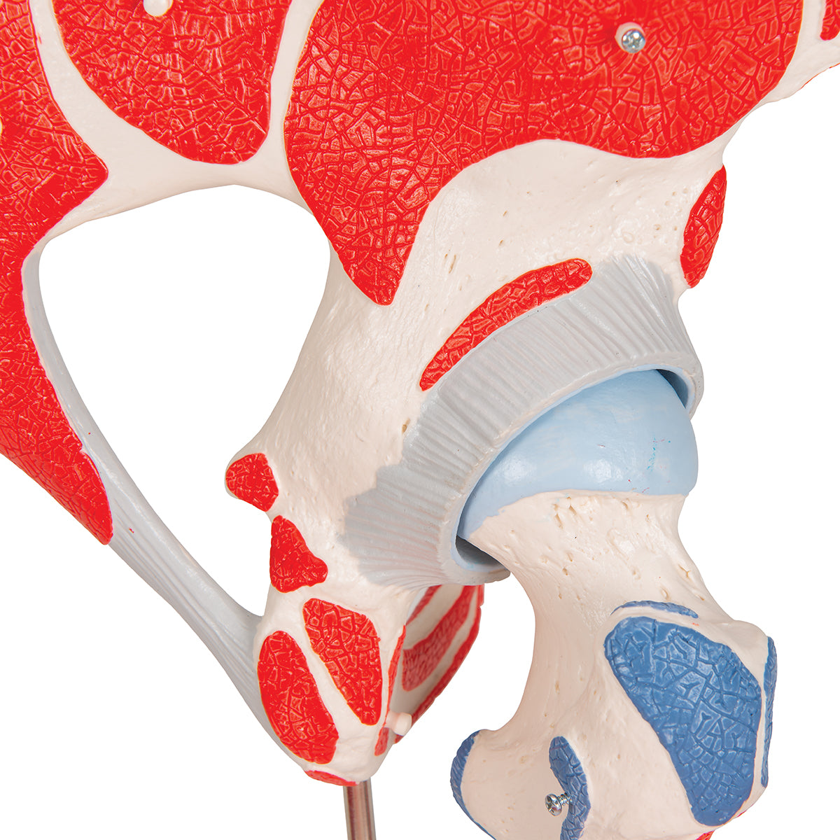 Human Hip Joint Model with Removable Muscles, 7 part