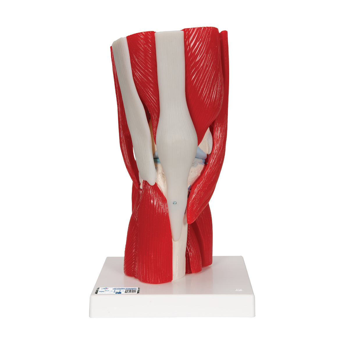 Human Knee Joint Model with Removable Muscles, 12 part