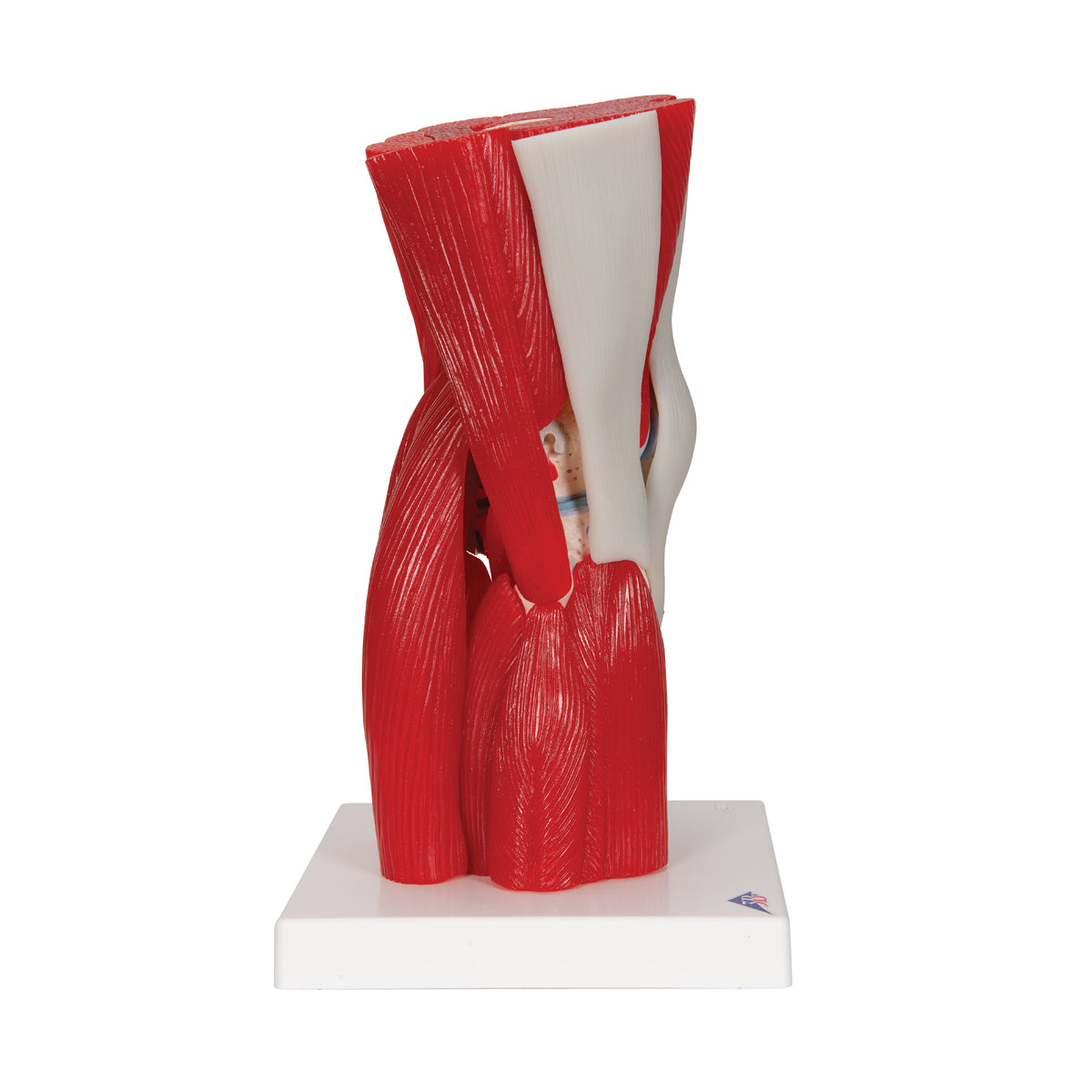 Human Knee Joint Model with Removable Muscles, 12 part