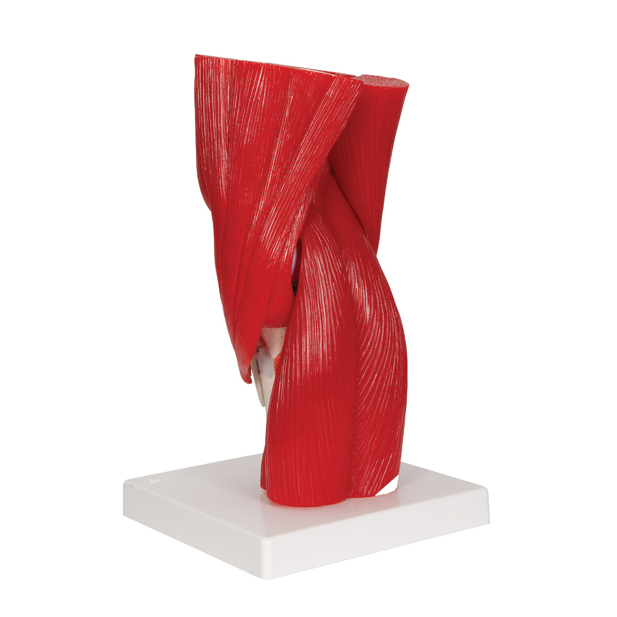 Human Knee Joint Model with Removable Muscles, 12 part