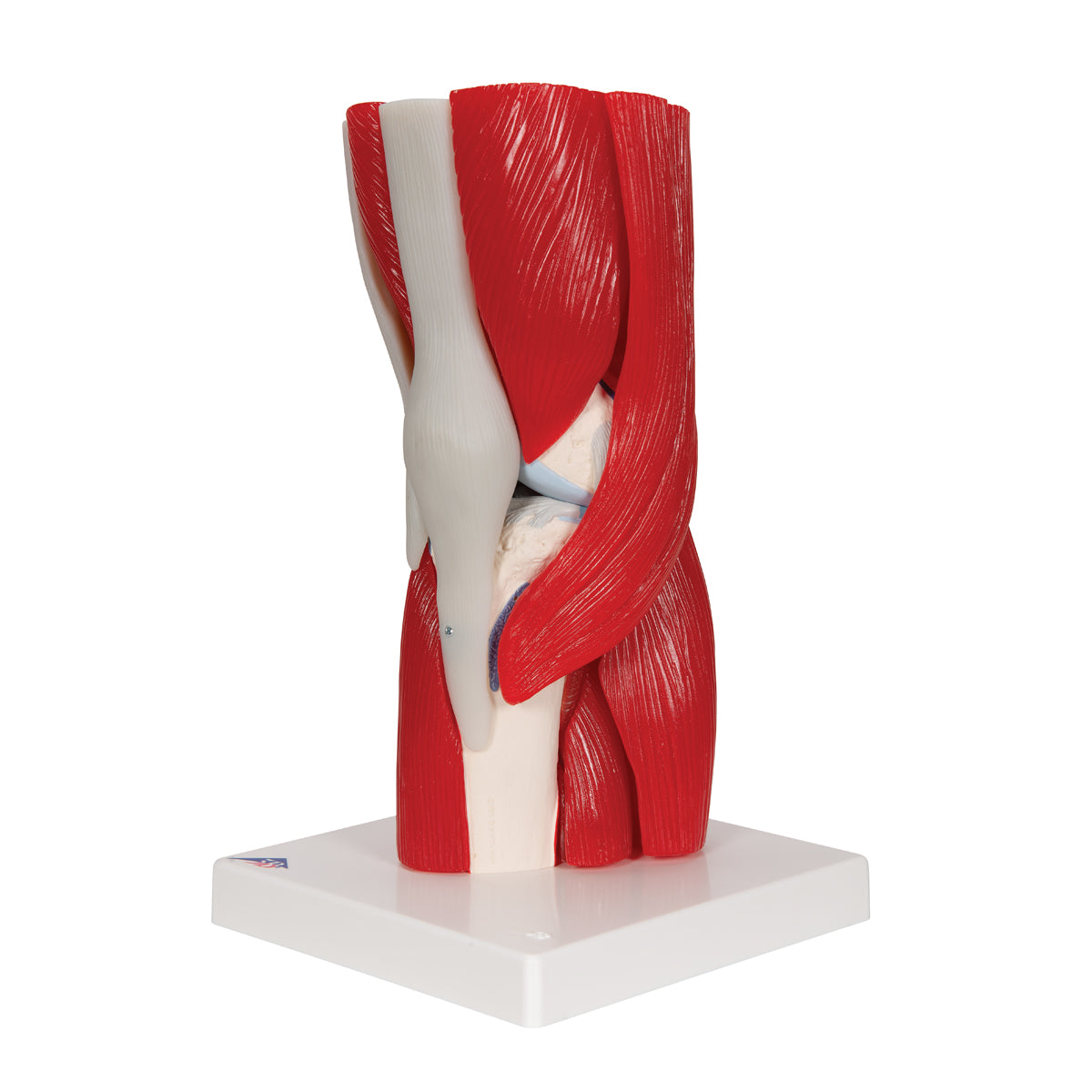 Human Knee Joint Model with Removable Muscles, 12 part