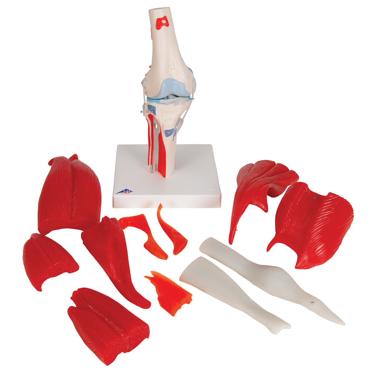 Human Knee Joint Model with Removable Muscles, 12 part